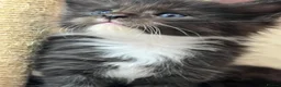 Maine Coon cats for sale: 🐾 Fluffy Maine coon dad is registered 🐾 - Advert 5