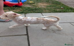 Cockapoo dogs for sale: 9 month old deaf cockapoo - Advert 2