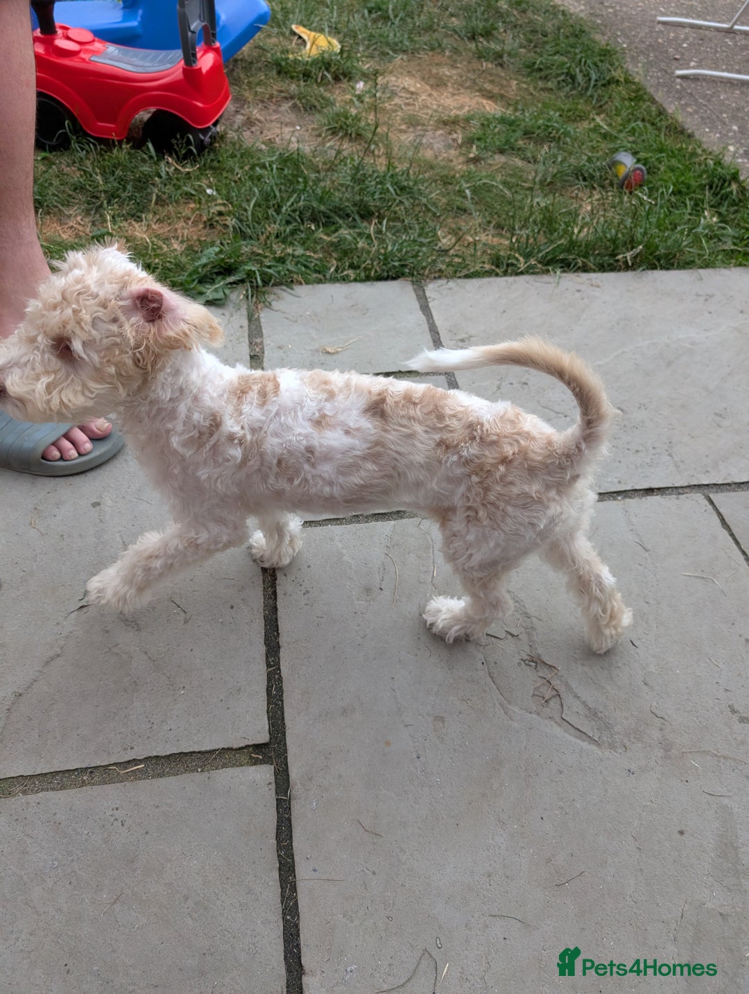 Cockapoo dogs for sale: 9 month old deaf cockapoo - Advert 2