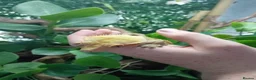Gecko reptiles for sale: Lovely crested gecko  - Advert 3