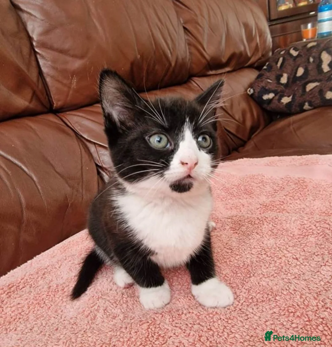 Mixed Breed cats for sale: 2 beautiful kittens  - Advert 4