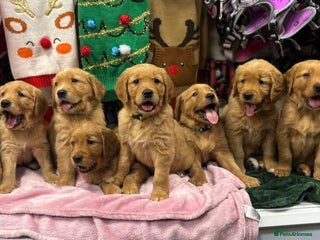 Golden Retriever dogs Beautiful KC-Registered Golden Retriever Puppies - Advert 14