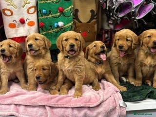 Golden Retriever dogs Beautiful KC-Registered Golden Retriever Puppies - Advert 3