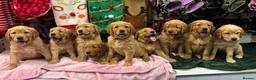 Golden Retriever dogs for sale: Beautiful KC-Registered Golden Retriever Puppies - Advert 1