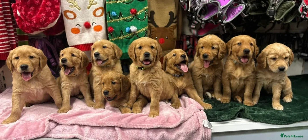 Golden Retriever dogs for sale: Beautiful KC-Registered Golden Retriever Puppies - Advert 1