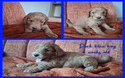 Labradoodle dogs for sale: DNA health tested F1b miniature labradoodles  - Image 5
