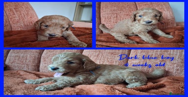 Labradoodle dogs - Advert 12