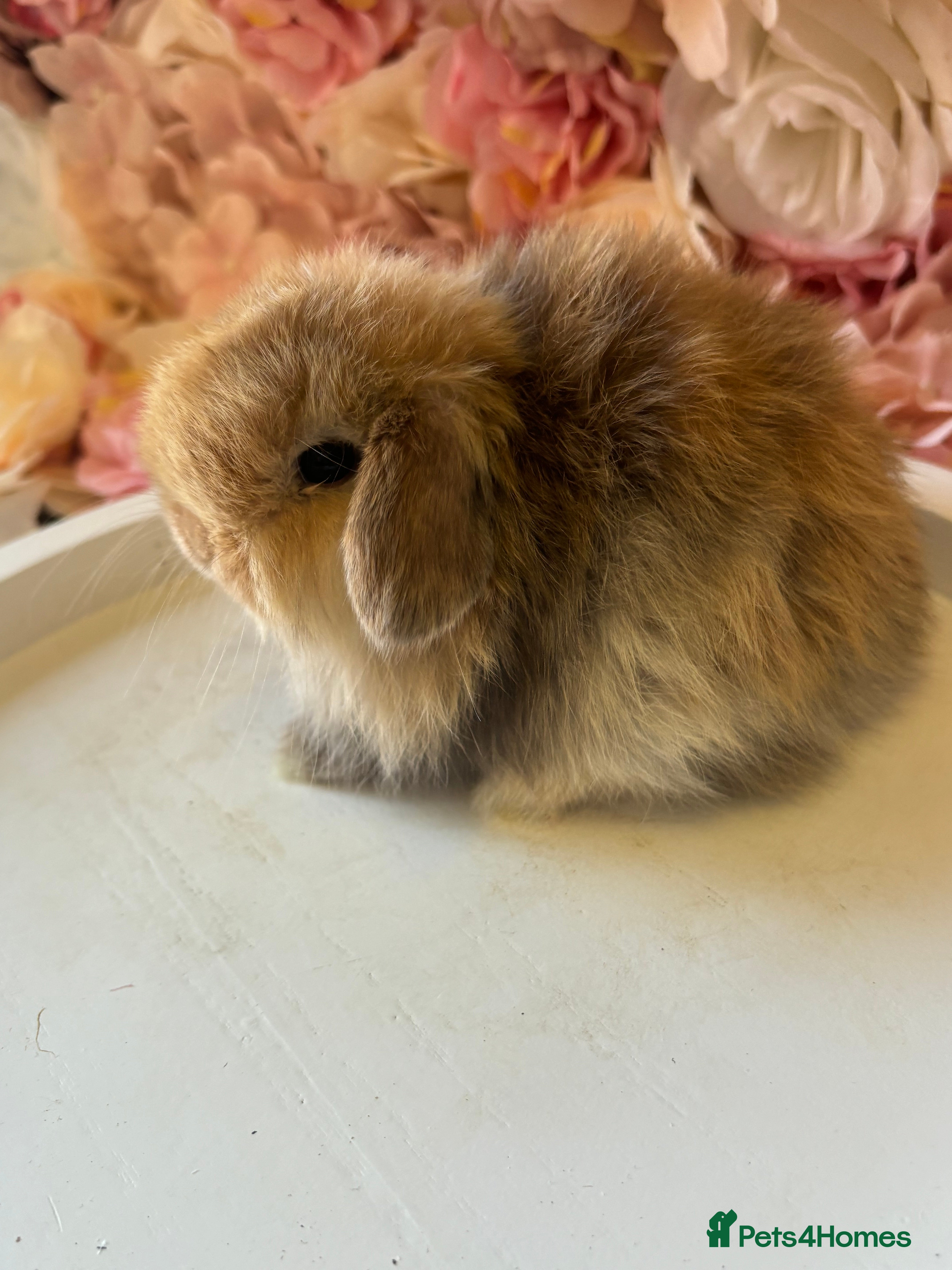 Mini Lop rabbits Beautiful Harli Mini Lops💙💜 - Advert 1