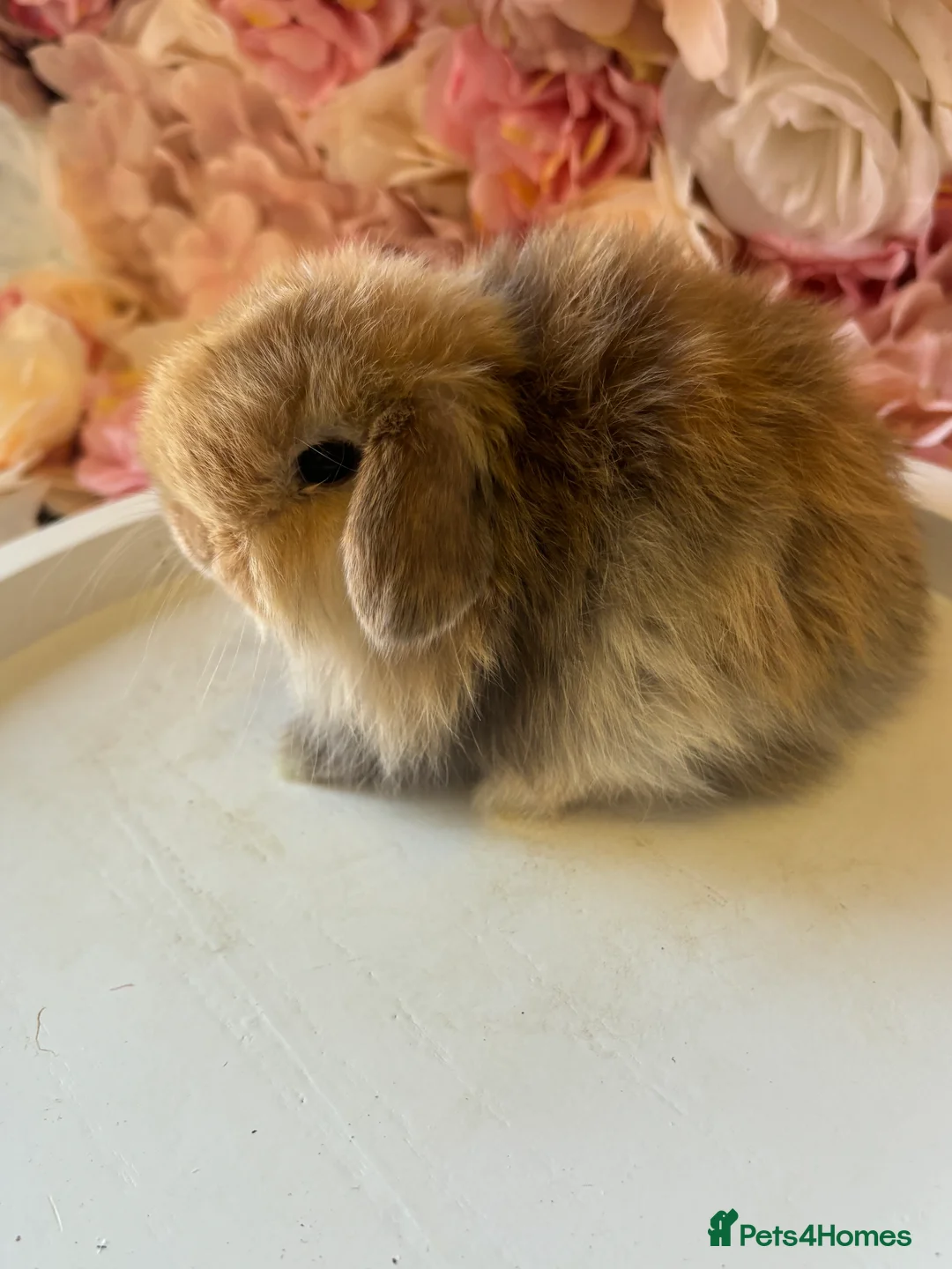 Mini Lop rabbits for sale: Beautiful Harli Mini Lops💙💜 - Advert 1