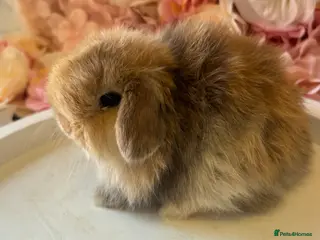Mini Lop rabbits Beautiful Harli Mini Lops💙💜 - Advert 1