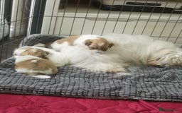 Coton De Tulear dogs for sale: Coton de Tulear Girls - Image 7