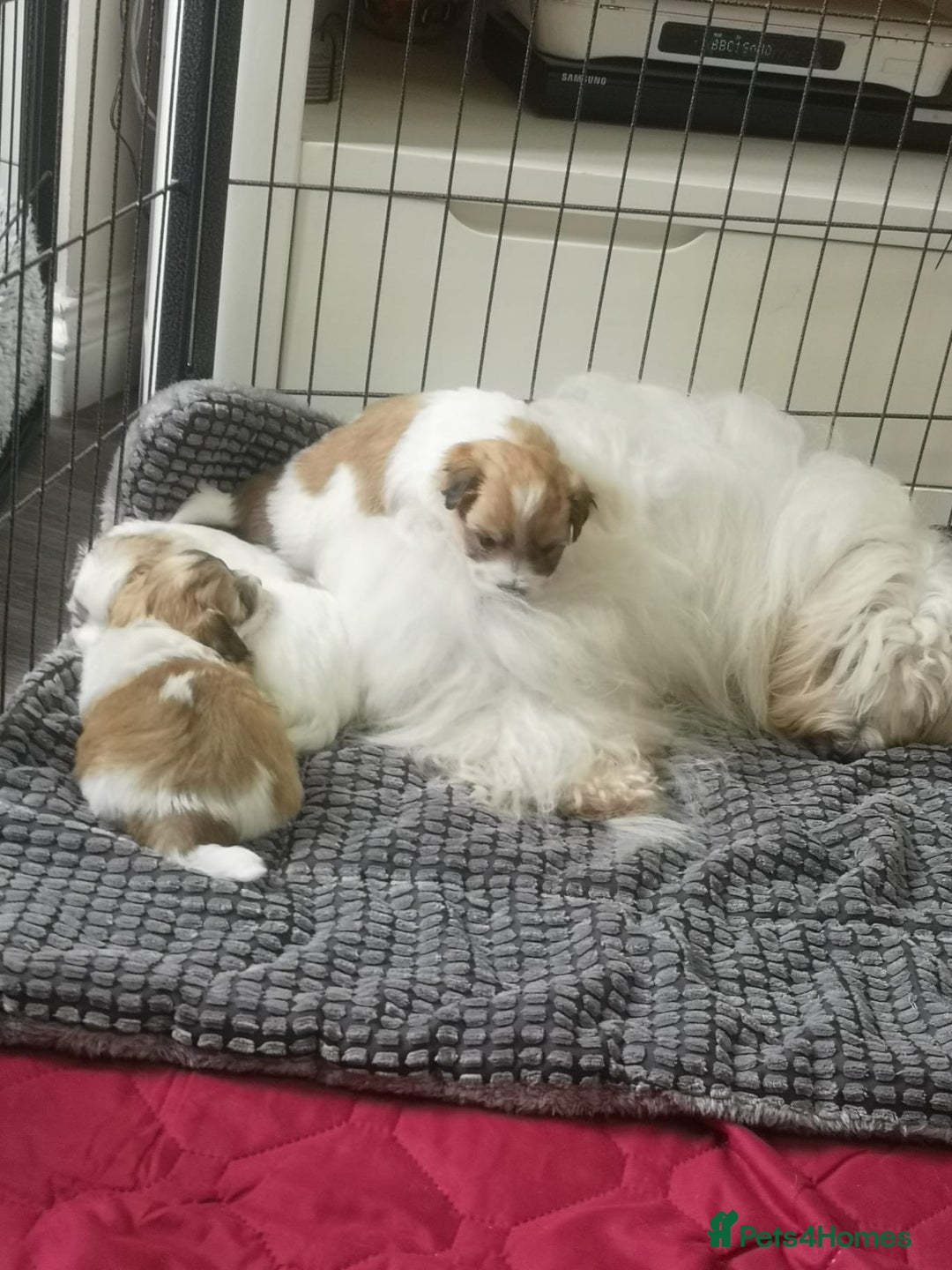 Coton De Tulear dogs for sale: Coton de Tulear Girls - Image 7