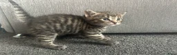 Mixed Breed cats for sale: Beautiful kittens  - Advert 21