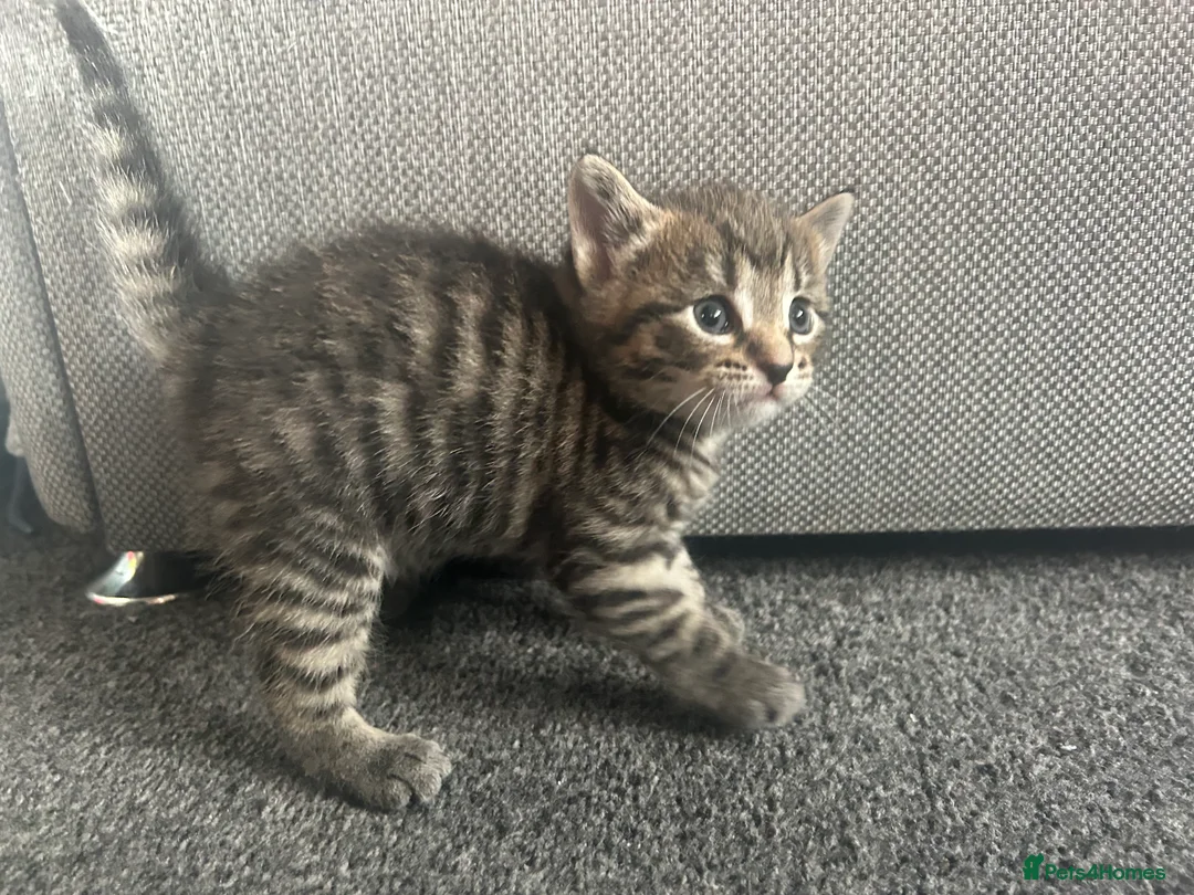 Mixed Breed cats for sale: Beautiful kittens  - Advert 21