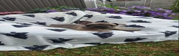French Bulldog dogs for sale: French Bulldog PuppiesReady for Their Forever home - Advert 15