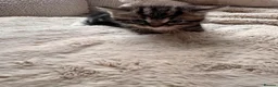 Mixed Breed cats for sale: Lovely little kittens in Derby - Advert 3