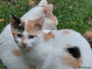 Mixed Breed cats - Advert 30