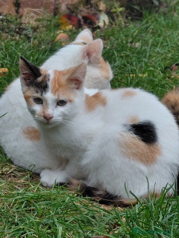 Mixed Breed cats Gorgeous kitten for sale - Advert 14