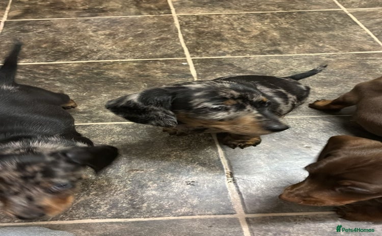 Dachshund dogs - Advert 7