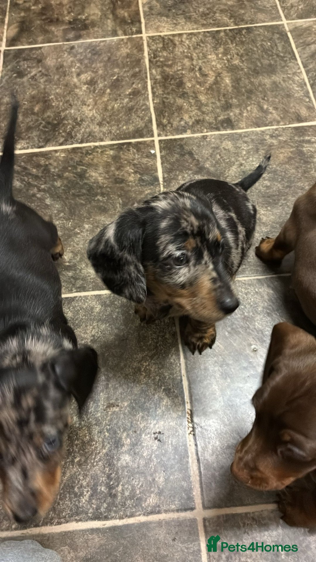 Dachshund dogs for sale: Dachshund puppies  - Image 1