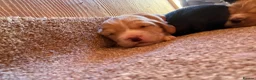 Cocker Spaniel dogs for sale: 1 puppy remaining cocker spaniels ready 07/05 - Advert 30
