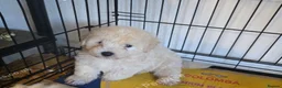 Maltipoo dogs for sale: 8 week old maltipoo - Advert 3