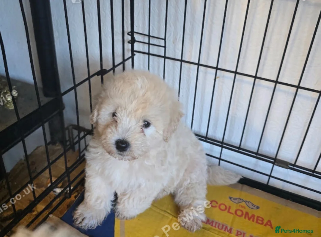 Maltipoo dogs for sale: 8 week old maltipoo - Advert 3