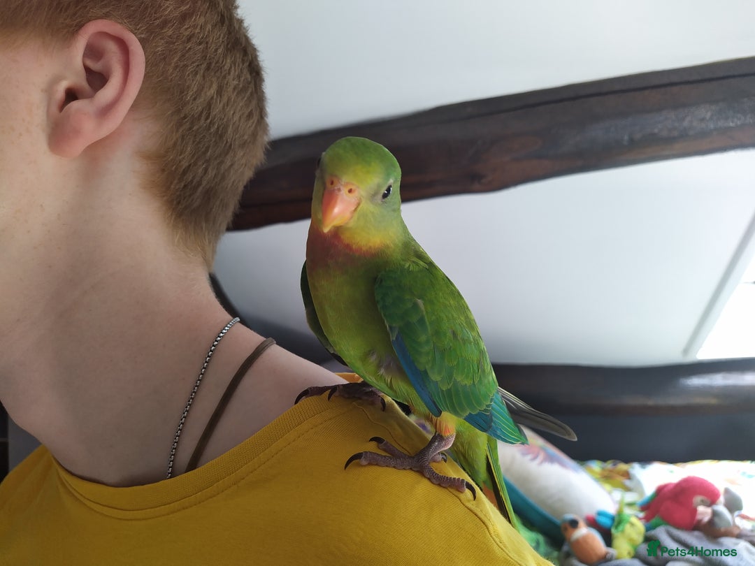 Parrots birds for sale: Two Hand tamed Baraband parrot DNA sexed  - Image 6