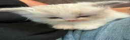 Ragdoll cats for sale: Ragdoll - Advert 3