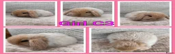 Mini Lop rabbits for sale: Mini lop babies  - Advert 8