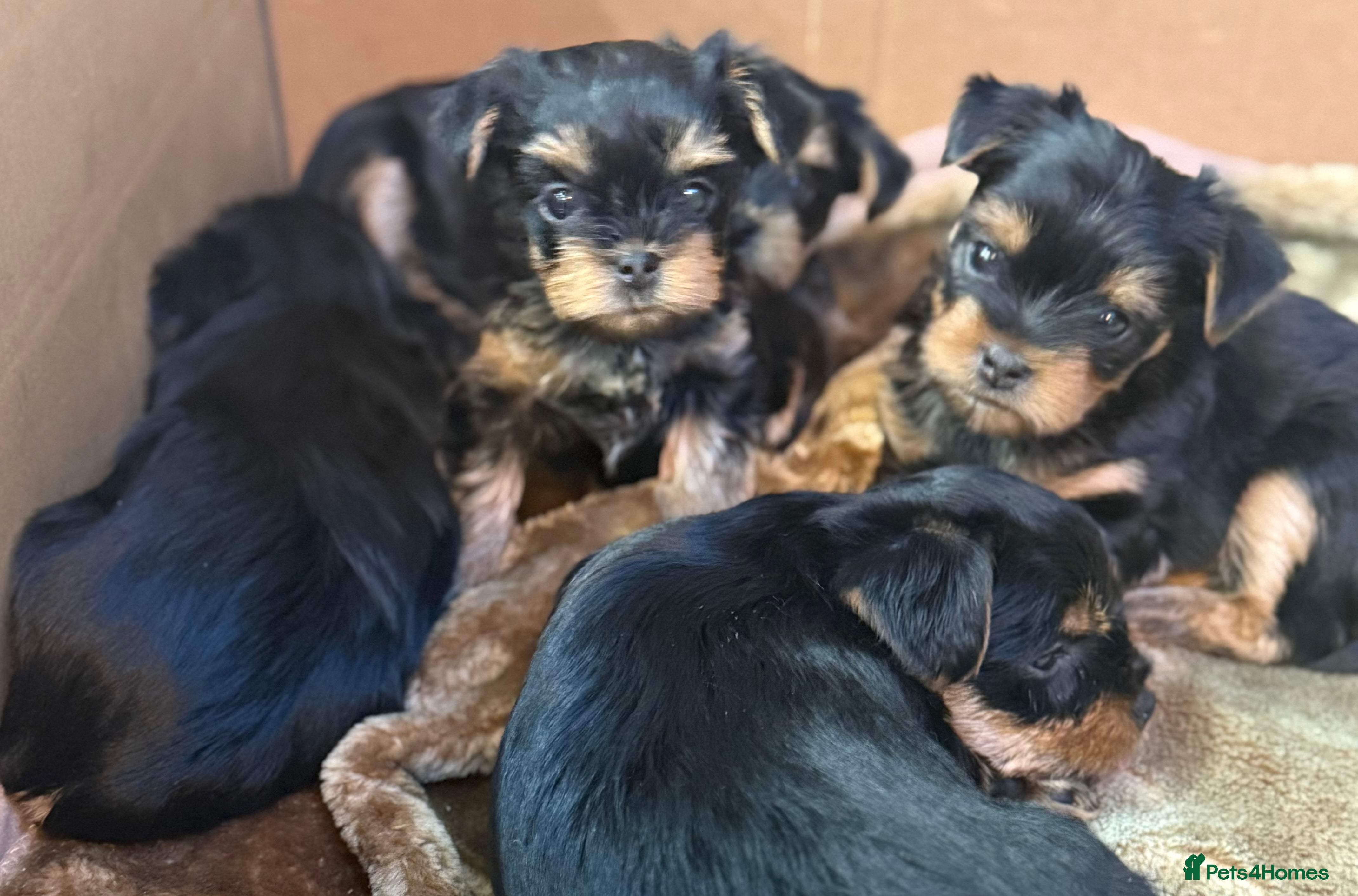 Yorkshire Terrier dogs YORKSHIRE TERRIER PUPPIES  - Advert 18