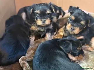 Yorkshire Terrier dogs YORKSHIRE TERRIER PUPPIES - Advert 18