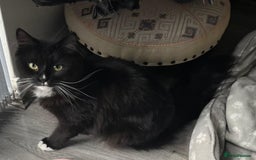 British Shorthair cats for sale: Two cats for sale - Image 4