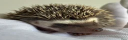 Pygmy Hedgehog rodents for sale: African Pygmy Hedgehog  in Eastleigh - Advert 18