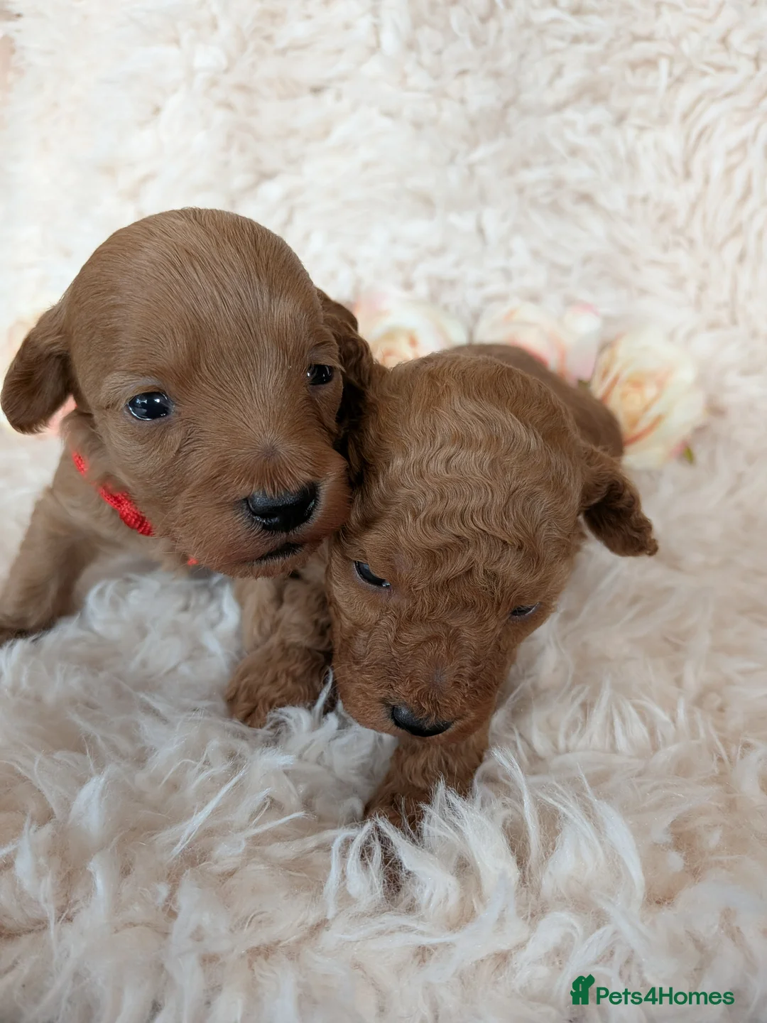 Jackapoo dogs for sale: Beautiful Jackapoo Puppies  - Advert 2