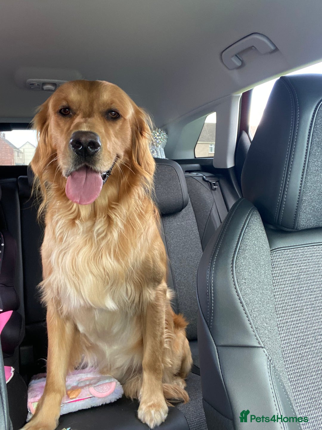 Golden Retriever dogs for stud: For stud in Fleetwood - Advert 3