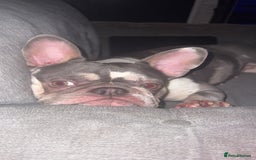 French Bulldog dogs for sale: French bulldog age 2  - Image 4