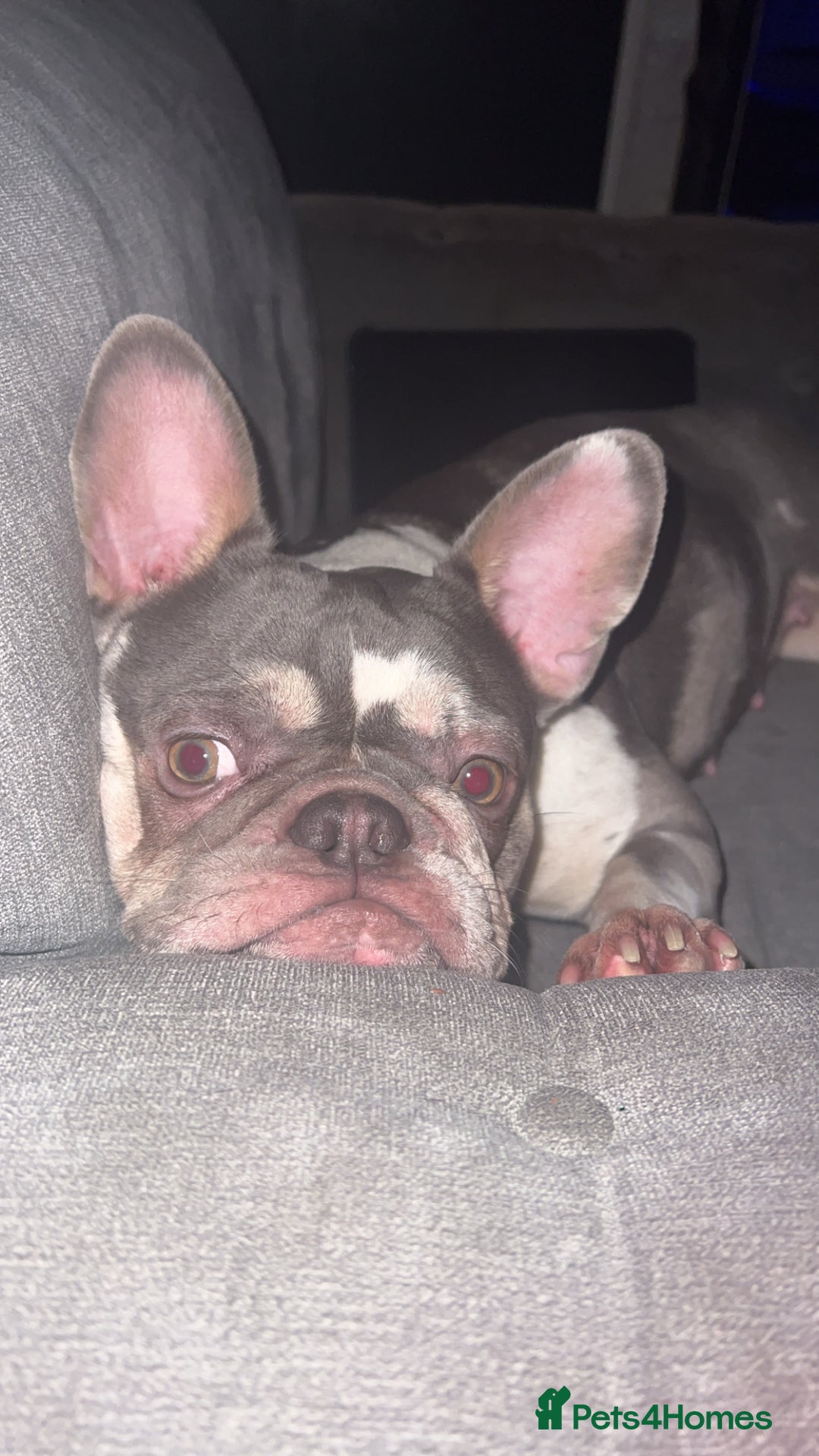 French Bulldog dogs for sale: French bulldog age 2  - Image 4