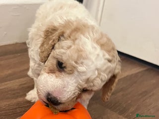 Maltipoo dogs - Advert 2