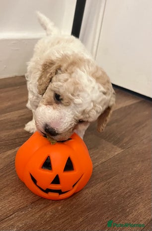 Maltipoo dogs - Advert 1