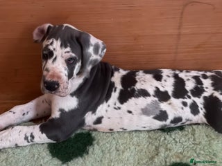 Great Dane dogs Purebred Great Dane Puppies – European Bloodline - Advert 3