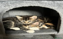 Domestic Shorthair cats for sale: 5 kittens on sale - Image 12