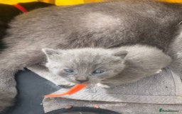 British Shorthair cats for sale: British Shorthair kittens grey/chocolate colours - Image 17