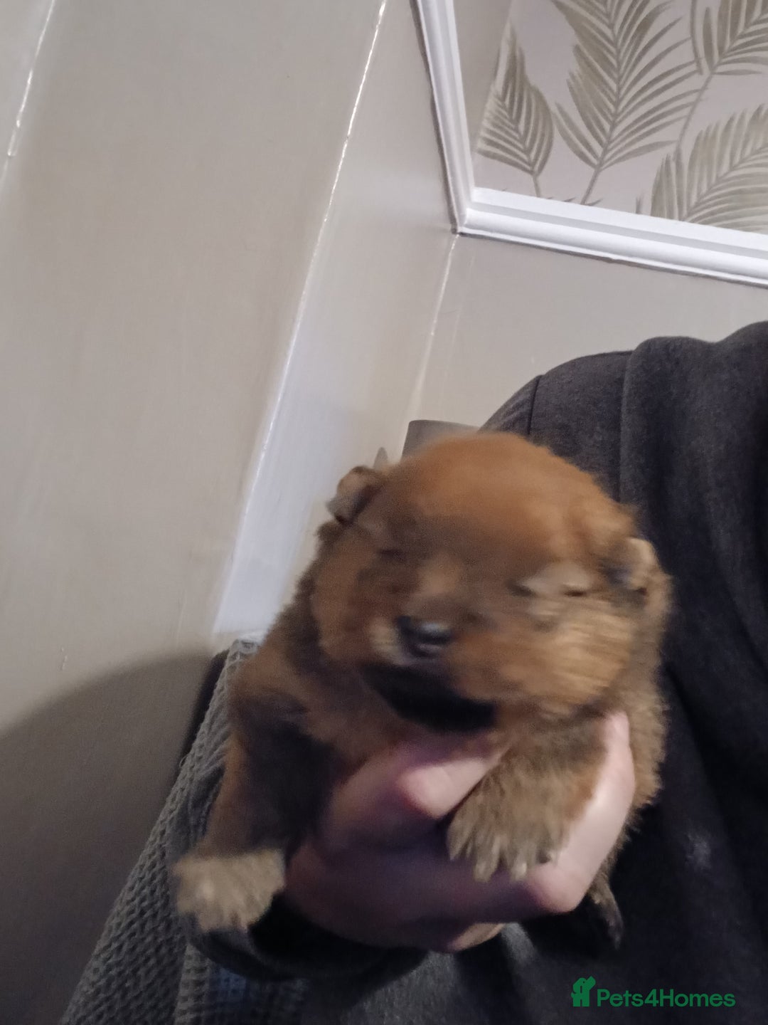 Pomeranian dogs for sale: Pomerian pups  - Image 12