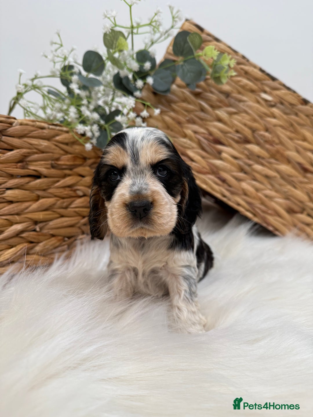Cocker Spaniel dogs for sale: Quality Health Tested KC Reg Show cocker spaniels  - Advert 16