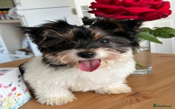 Biewer Terrier dogs for sale: 🩶🩷Biewer-Biro Champion heritage pups! 🐶❤️ - Image 18