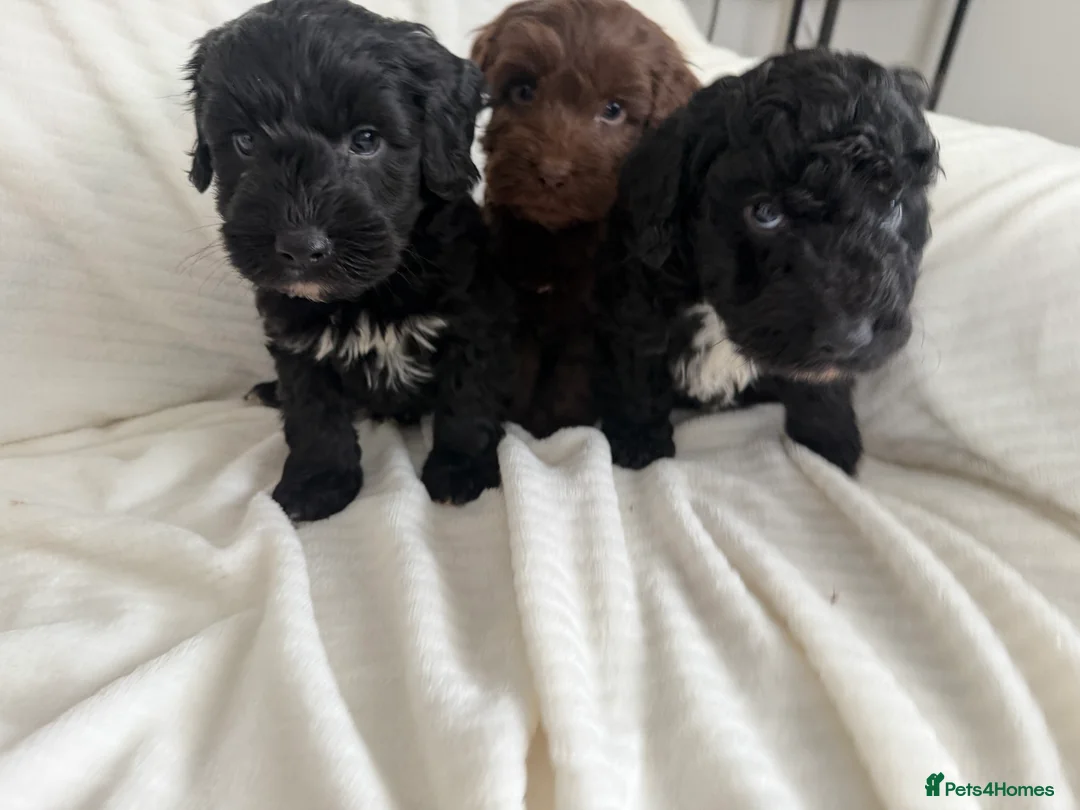 Cockapoo dogs for sale: CockerPoo  - Advert 2