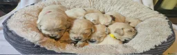 Golden Retriever dogs for sale: KC Registered Show Line Golden Retriever Puppies - Advert 11