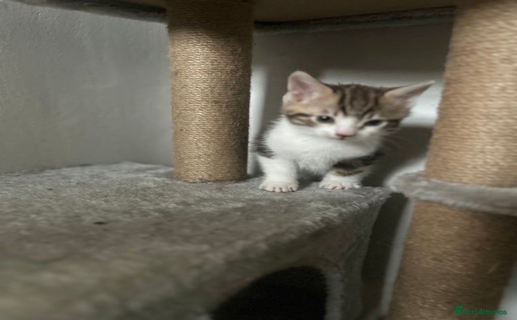 Mixed Breed cats - Advert 11