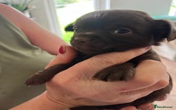 Chihuahua dogs for sale: Rare chocolate chihuahua puppies - Image 23